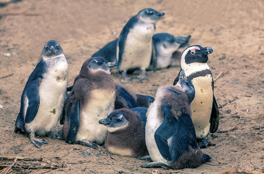 African penguins Photograph by Alexey Stiop