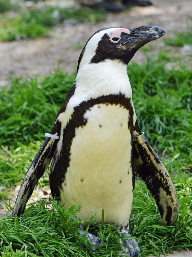 African Penguin #2 Photograph by Ellen Henneke