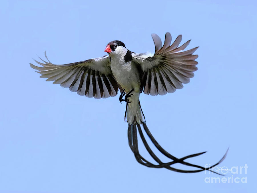 African Pintail Whydah Photograph by Jennie Breeze