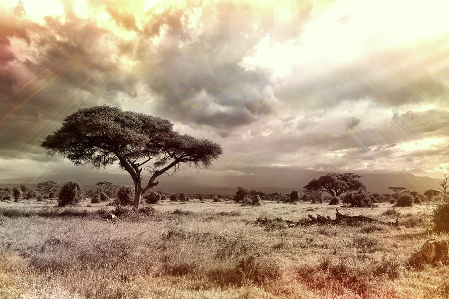 African Plains Photograph by Movie Poster Prints