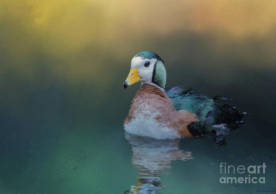 African Pygmy Goose Photograph by Eva Lechner