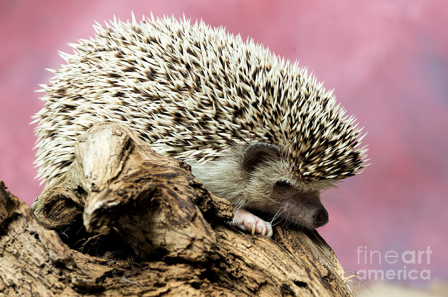 African Pygmy Hedgehog Photograph by Les Palenik