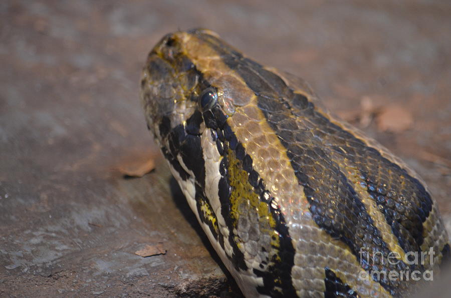 African Python Head Photograph by Maria Urso - Fine Art America
