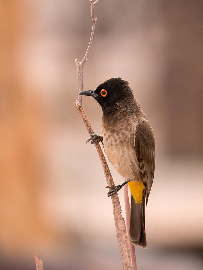 African Red-eyed Bulbul Photograph by Claudio Maioli