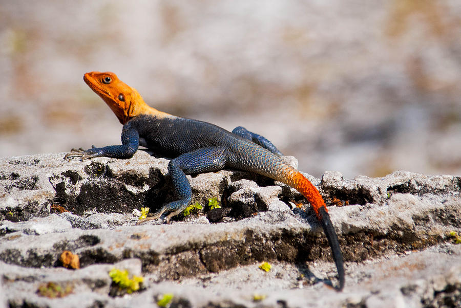 African RedHeaded Agama Photograph by Brittany Mason Pixels