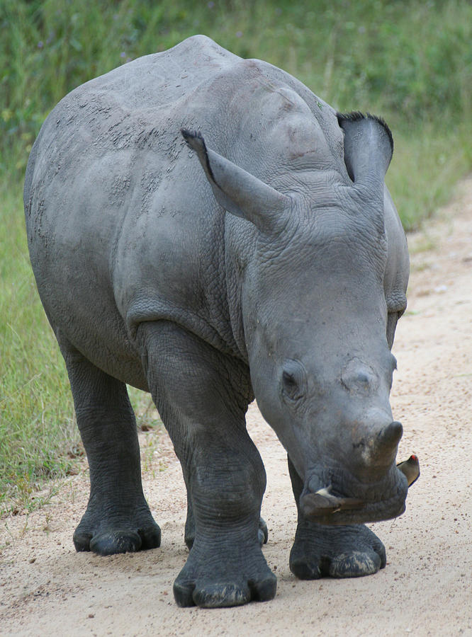 African Rhino Photograph by Suanne Forster