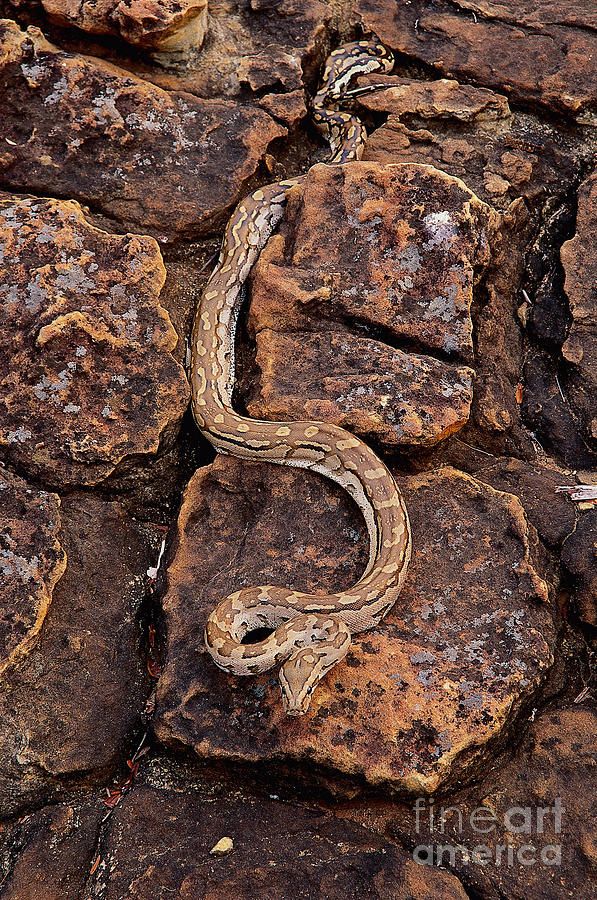 African Rock Python Photograph By John Cancalosi   African Rock Python John Cancalosi 