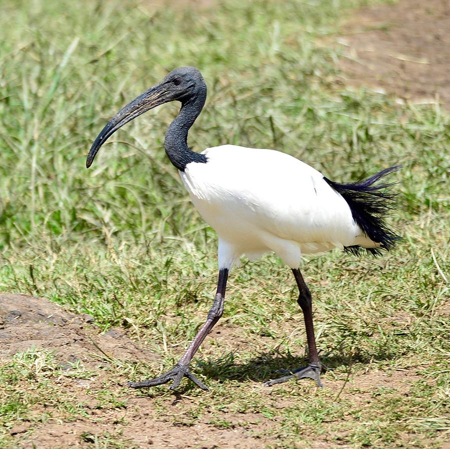 African sacred ibis Photograph by Omar Shafey | Fine Art America