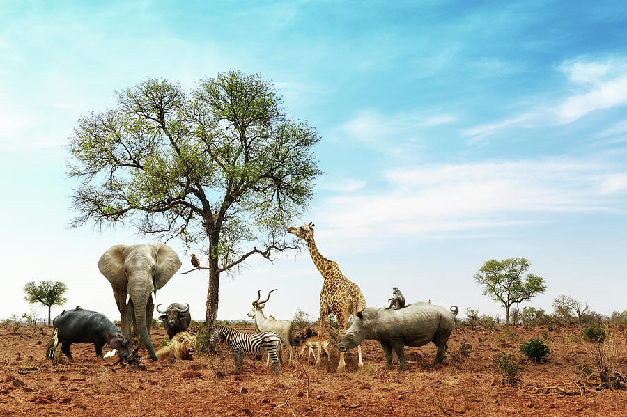 African Safari Animals List