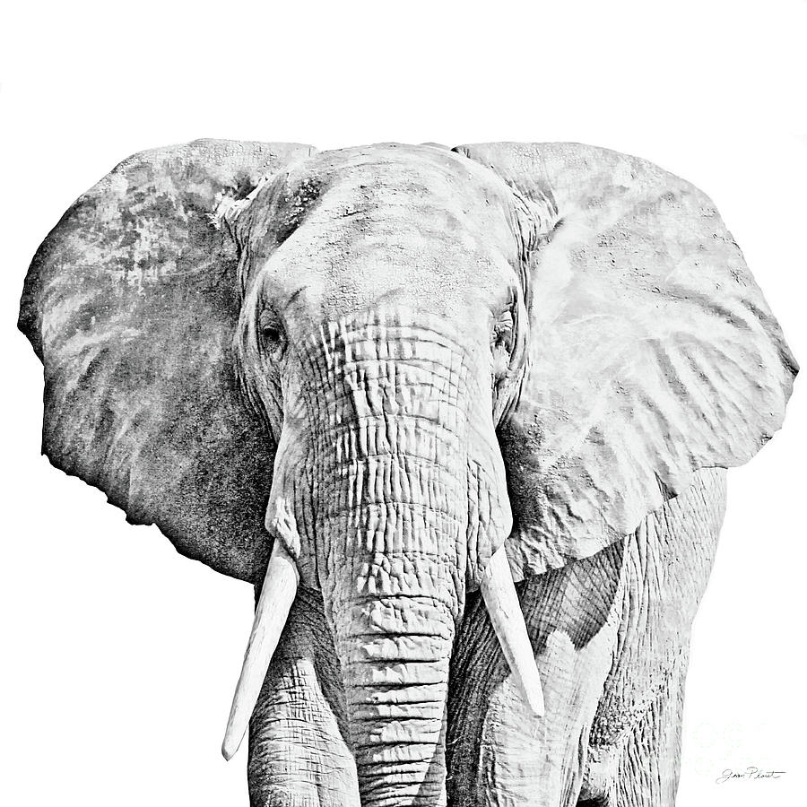 African Safari B Digital Art by Jean Plout