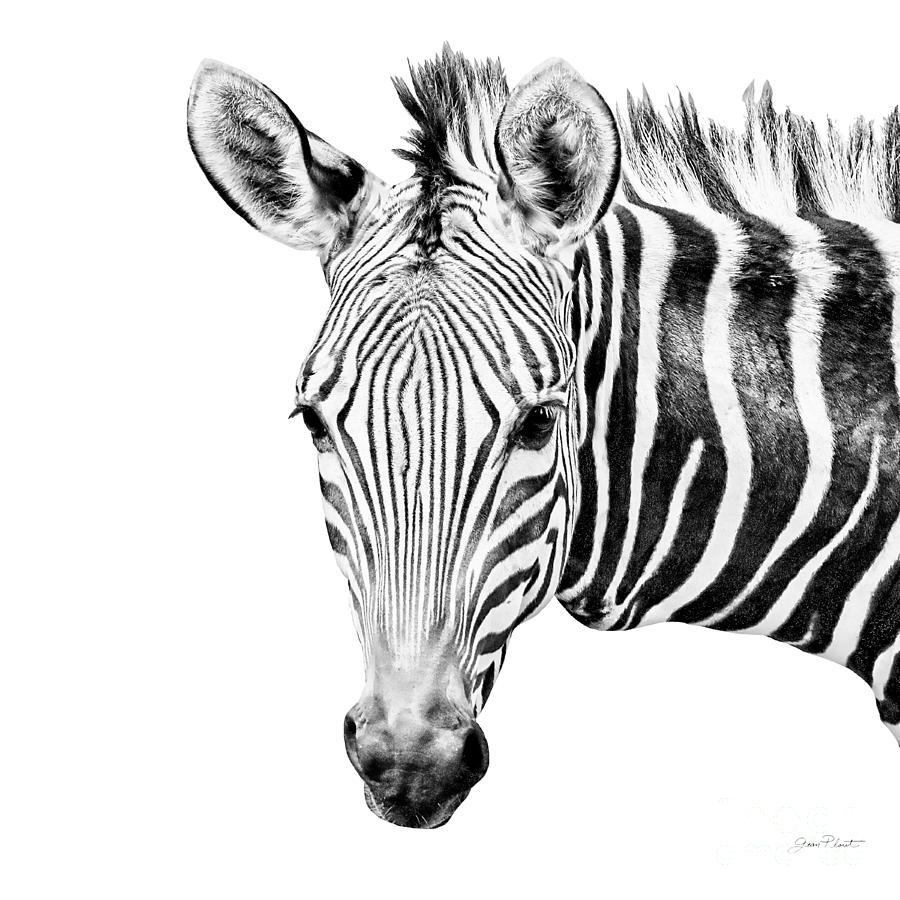 African Safari C Digital Art by Jean Plout