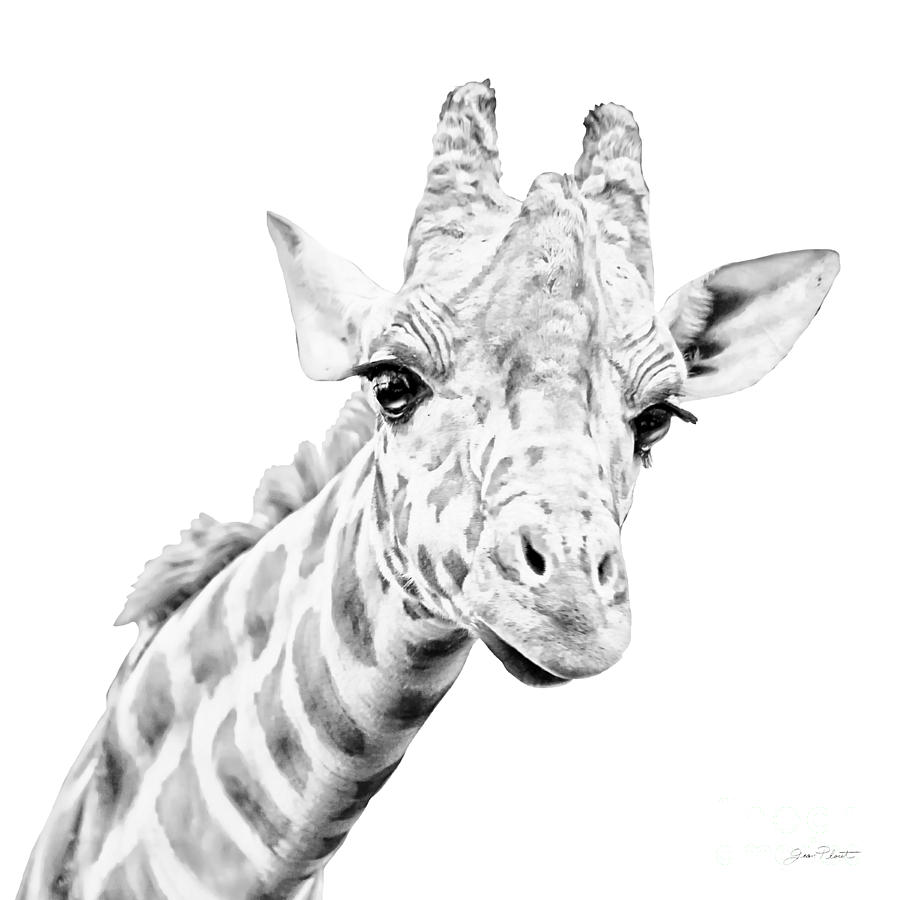 African Safari D Digital Art by Jean Plout