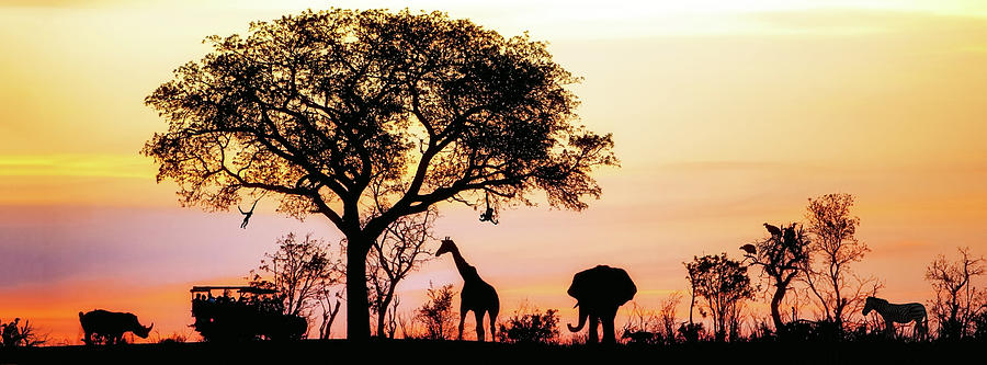 African Safari Silhouette Banner Photograph