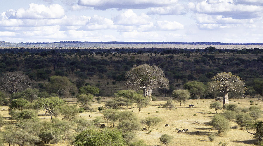 African Savana Photograph by Marie Elise Mathieu - Fine Art America