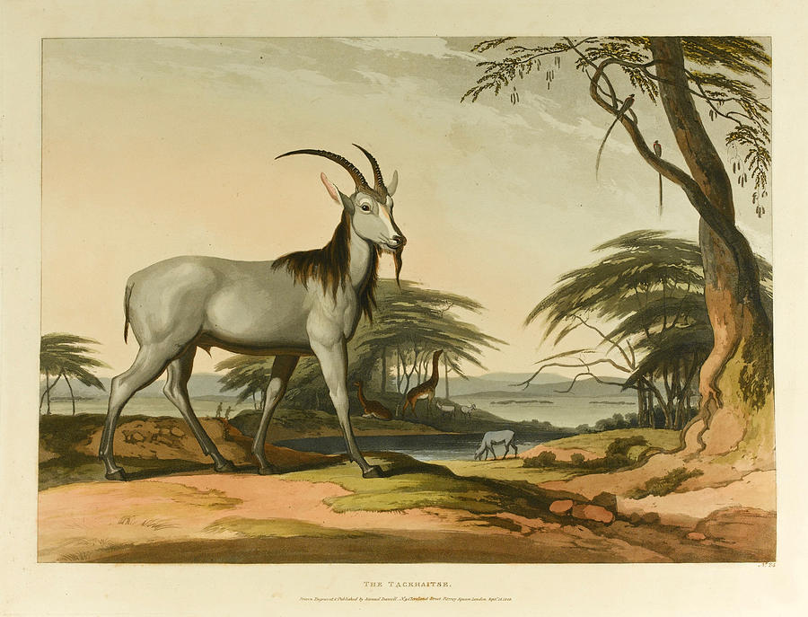 African Scenery and Animals Drawing by Samuel Daniell