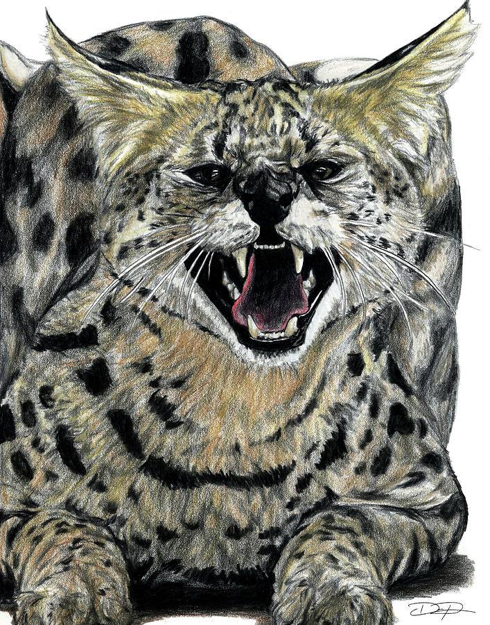 African Serval Drawing by Dan Pearce Fine Art America