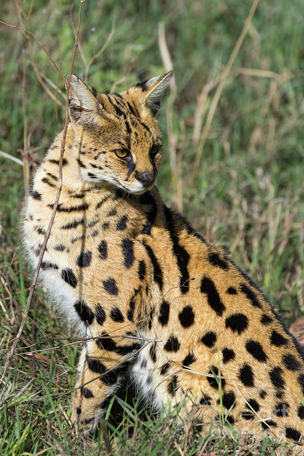 Wildlife Photograph - African Serval in Ngorongoro Conservation Area by RicardMN Photography