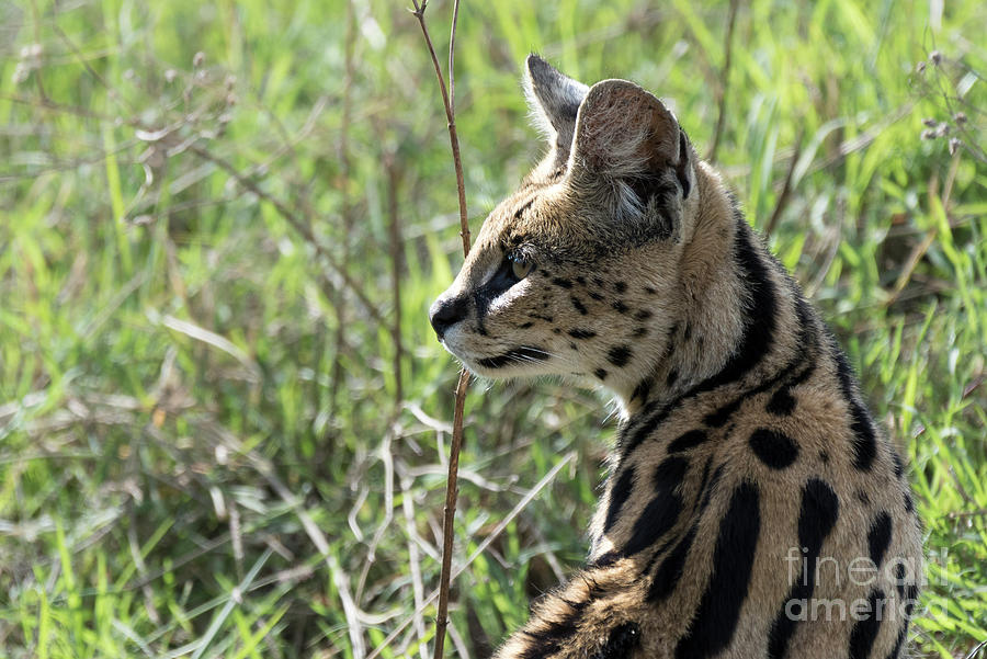 African serval using its sense of hearing to locate the prey Photograph by RicardMN Photography