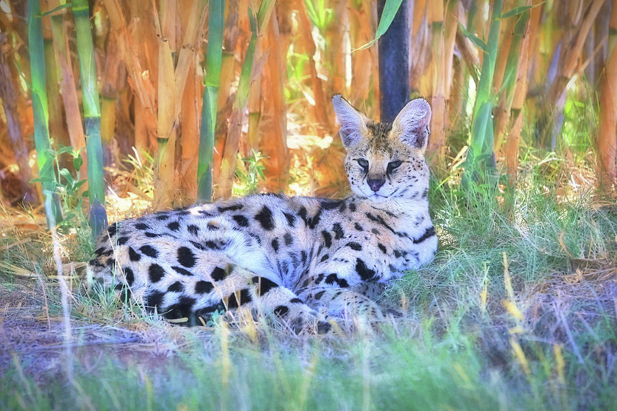 Cat Photograph - African Serval Wildcat by Donna Kennedy