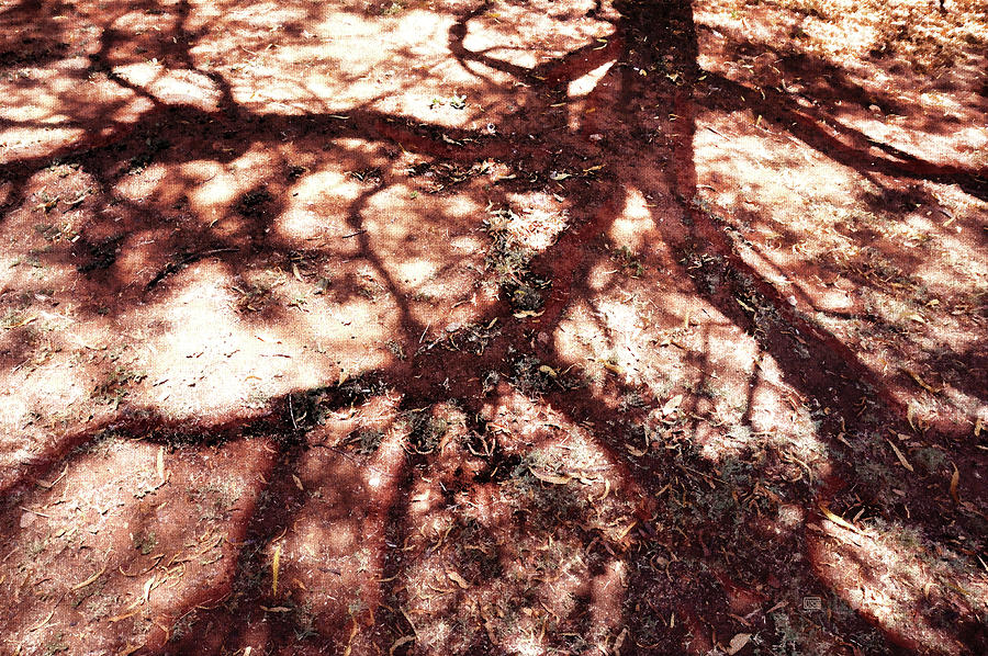 African Shadow Tree Nr 3 Photograph by Menega Sabidussi