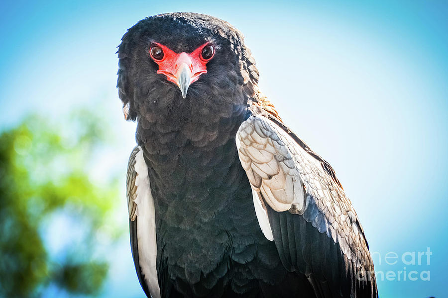 African Snake Eagle Photograph by Lisa Kilby