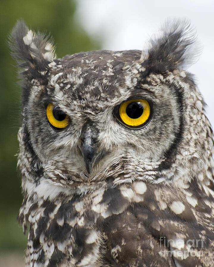 Owl Photograph - African Spotted Eagle Owl by Linsey Williams