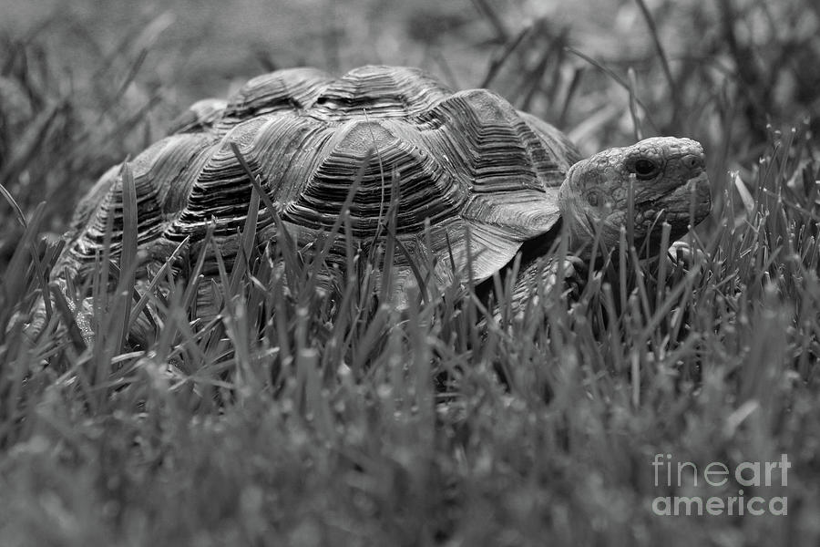 African Spurred Tortoise Black and White Photograph by Karen Adams