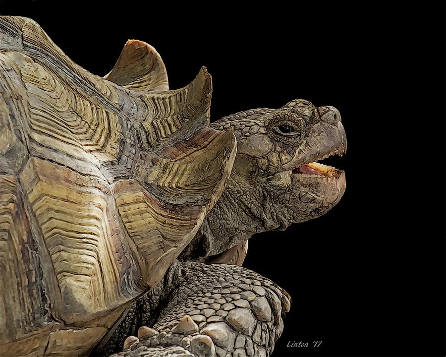 African Spurred Tortoise Digital Art by Larry Linton