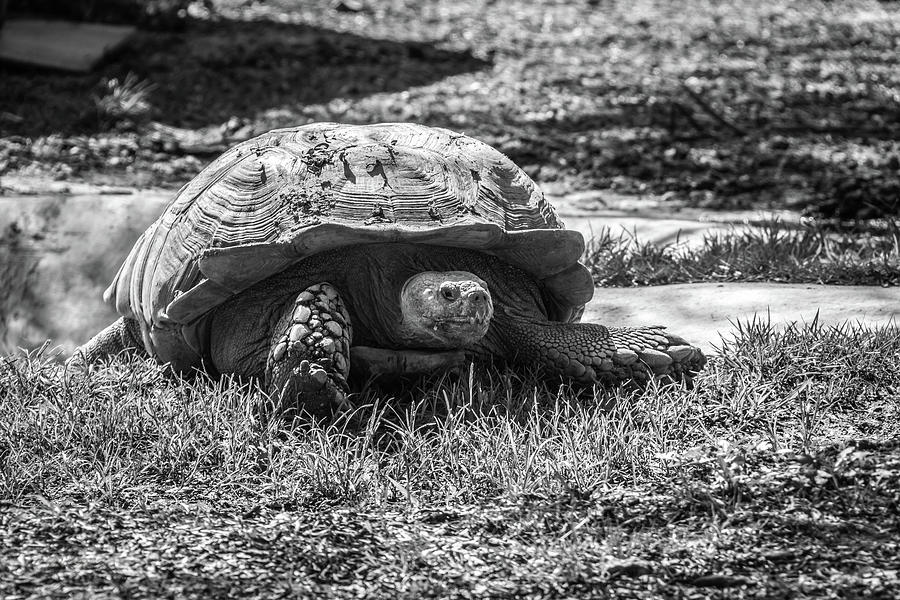 African Spurred Tortoise Photograph by Pamela Williams