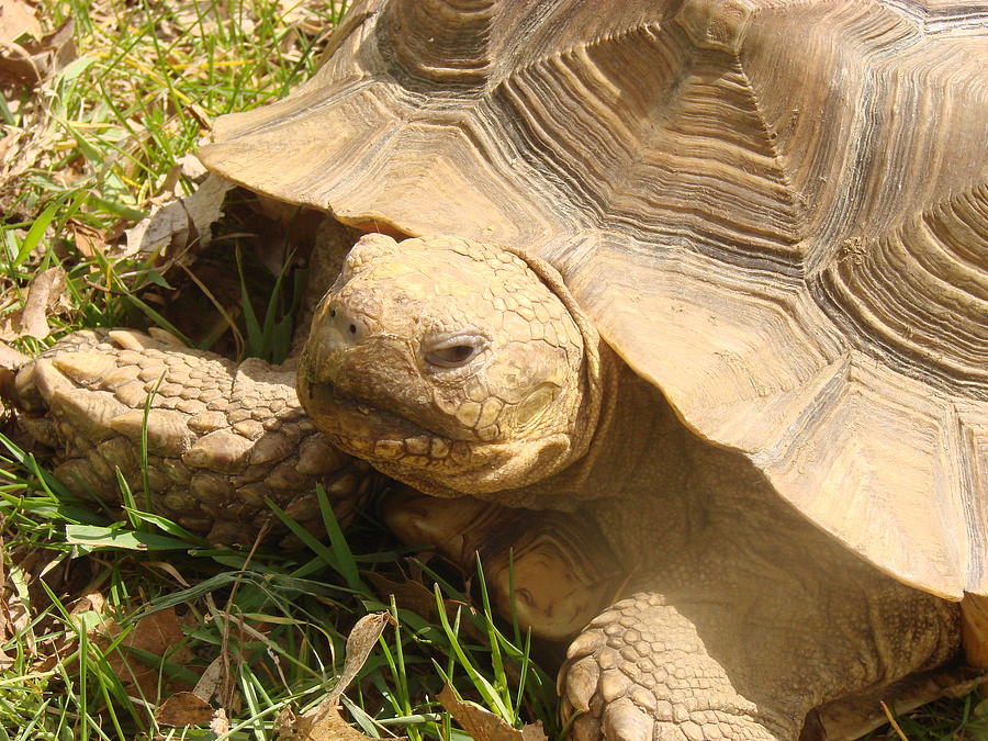 African Spurred Tortoise Photograph by Wayne Whitney - Fine Art America