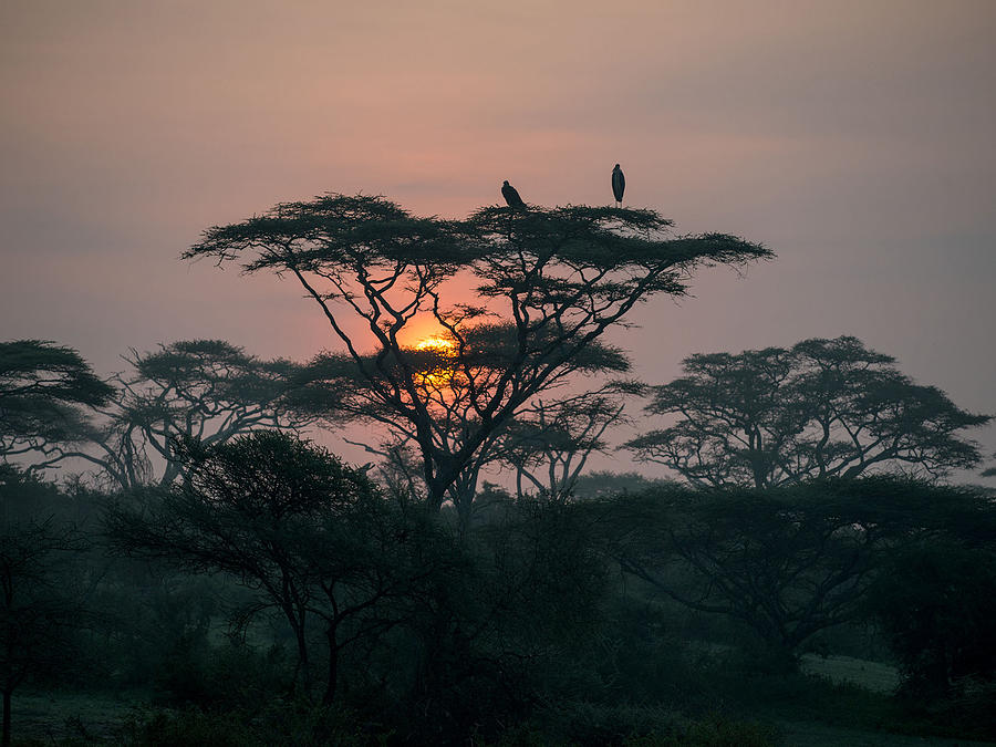 African Storks at Sunrise Photograph by Randy Gebhardt