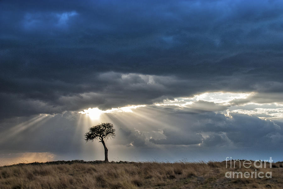 African Storm/ Tree/ and Sunbeams Photograph by Paulette Sinclair