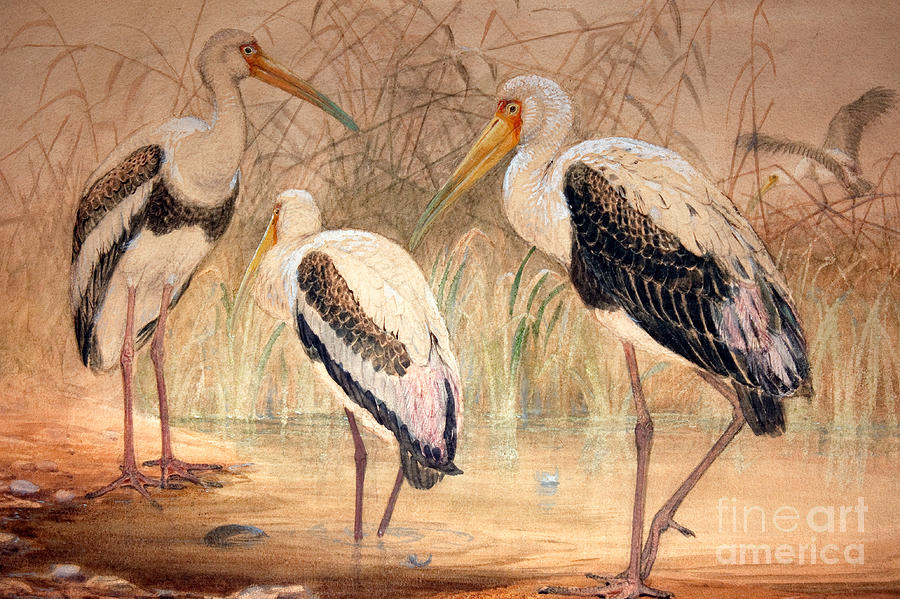 Ibis Painting - African Tantalus Pseudotantalus ibis by Joseph Wolf