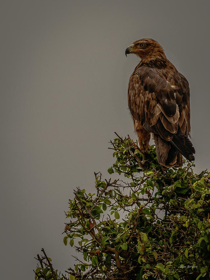 Wildlife Photograph - African Tawny Eagle by Tim Bryan