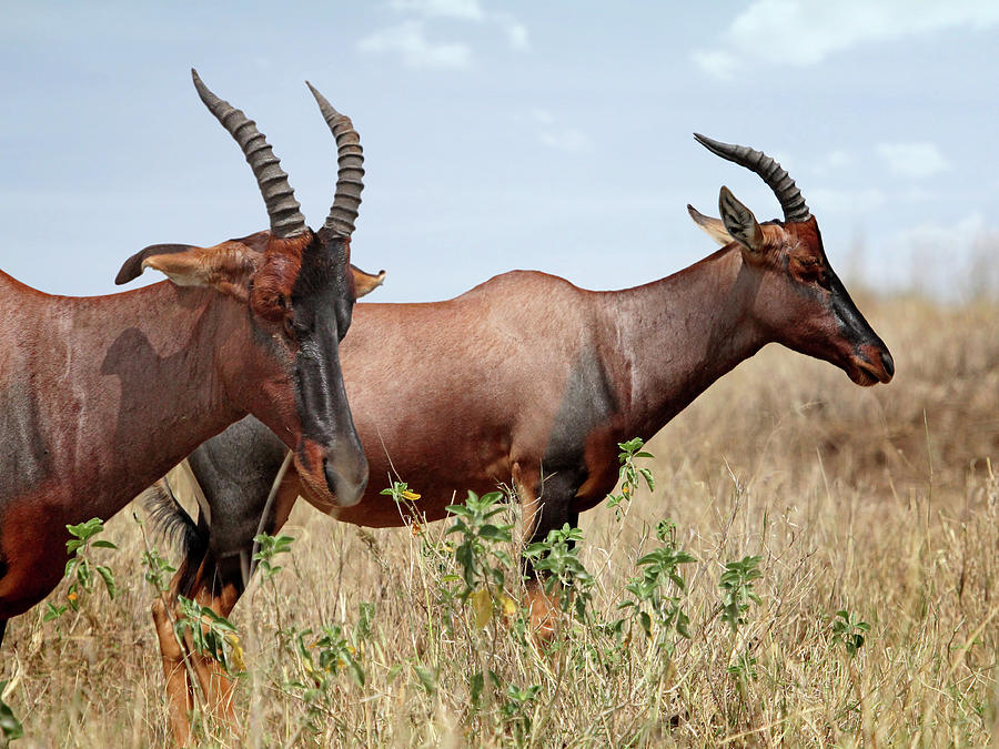 African Topi Antelopes Photograph by Gill Billington
