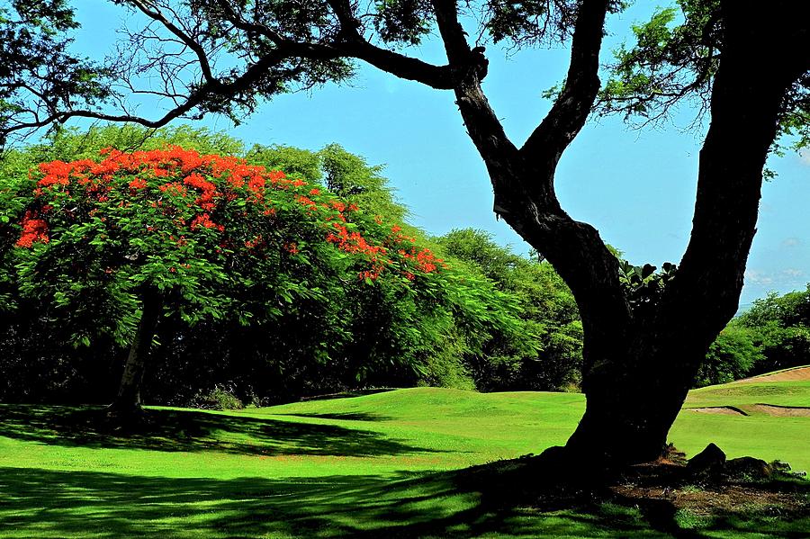 African Tulip Tree at Kahili Photograph by Kirsten Giving