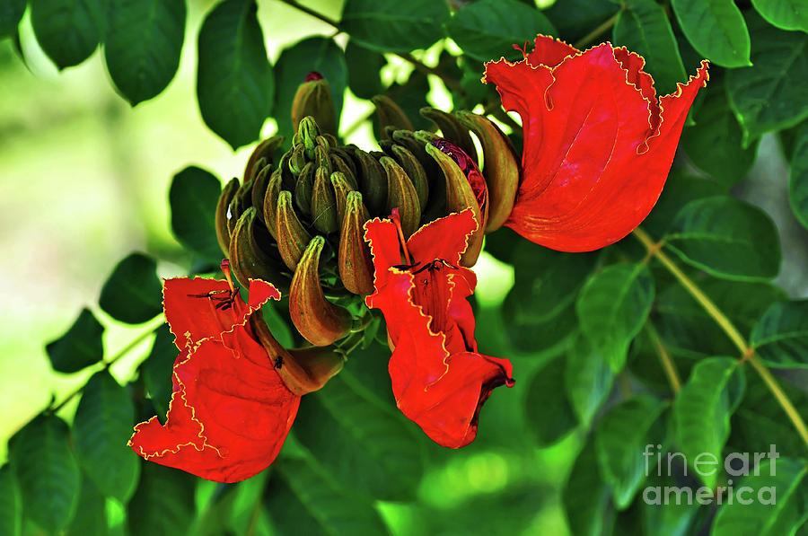 Tulip Photograph - African Tulip Tree by Kaye Menner