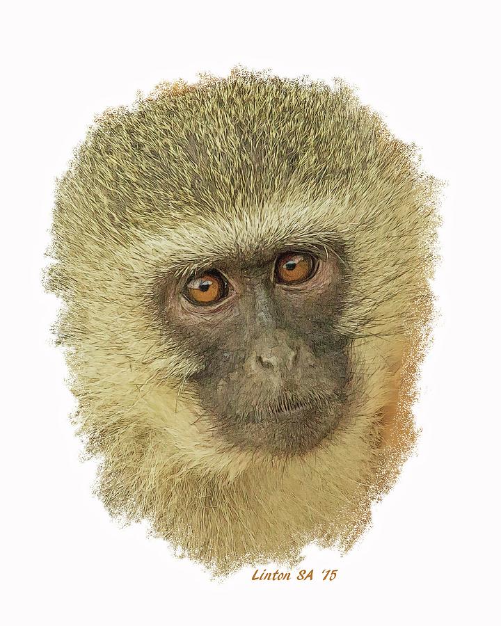 African Vervet Monkey 2 Digital Art by Larry Linton
