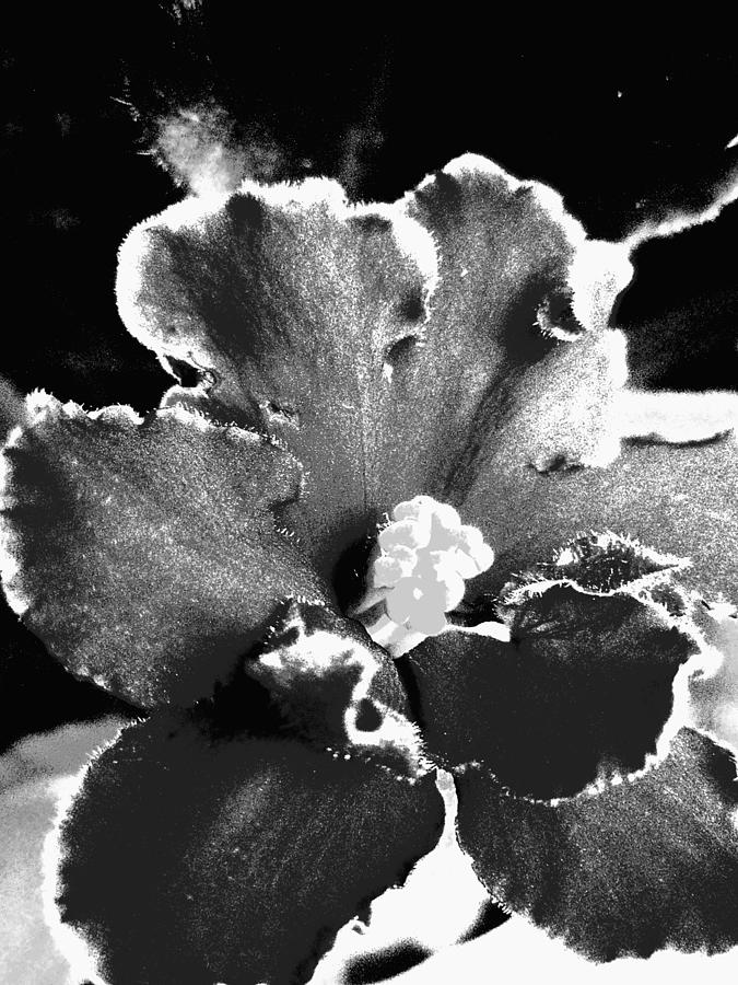 African Violet in BW Photograph by Beth Akerman - Fine Art America