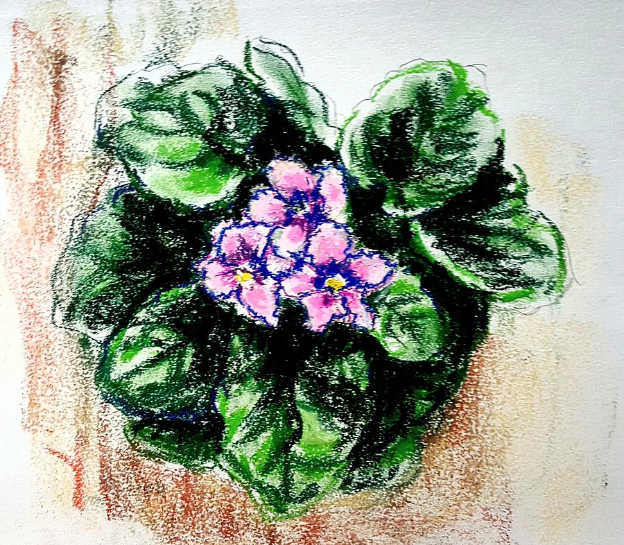 African Violet. Pink Drawing by Hae Kim