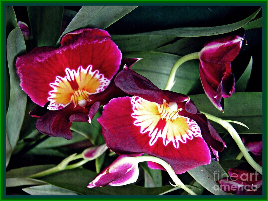 Orchid Photograph - Red Pansy Orchids by Sarah Loft