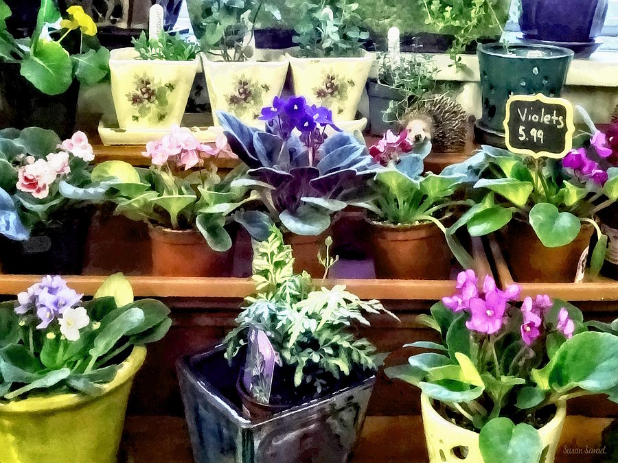 African Violets For Sale Photograph by Susan Savad