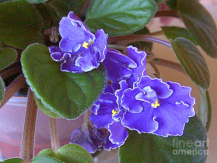 African Violets No. 2 Photograph by Merton Allen - Fine Art America