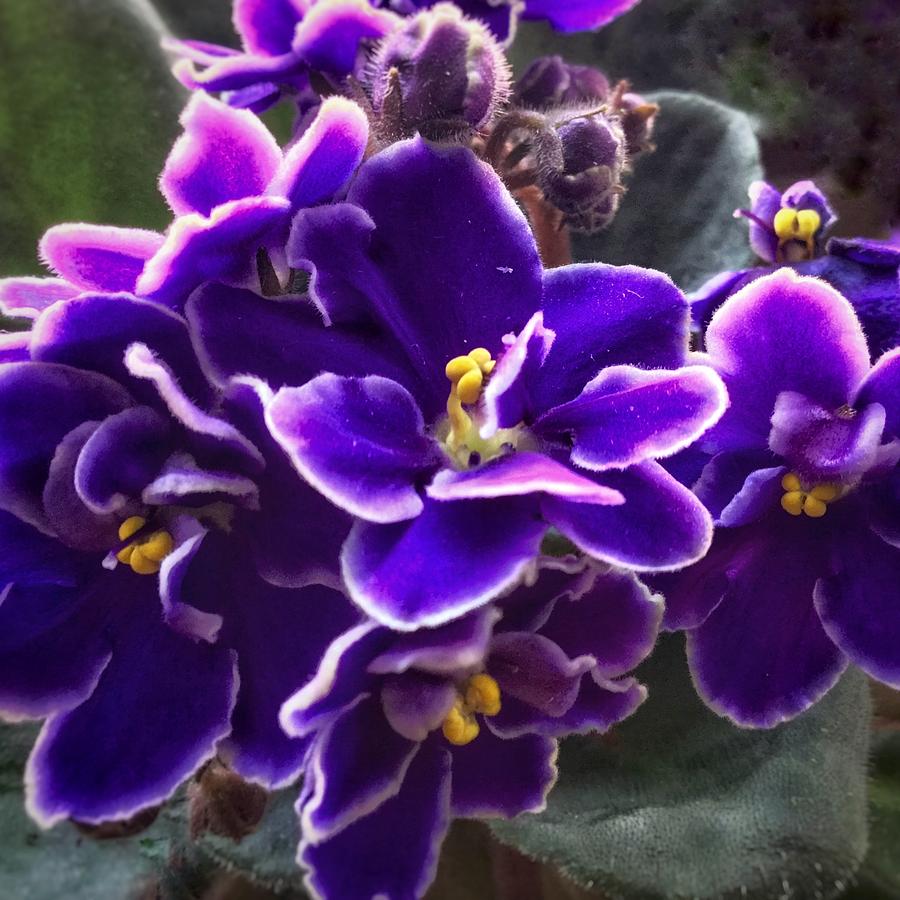 African Violets On A Winter Day Photograph by Patricia E Sundik