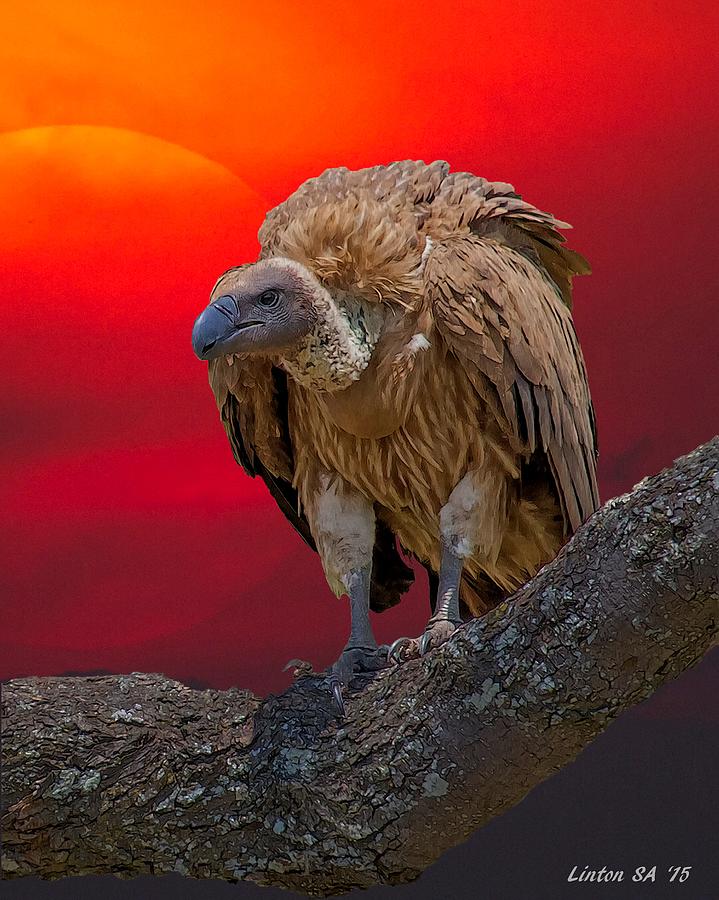 African Vulture At Sunset Digital Art by Larry Linton