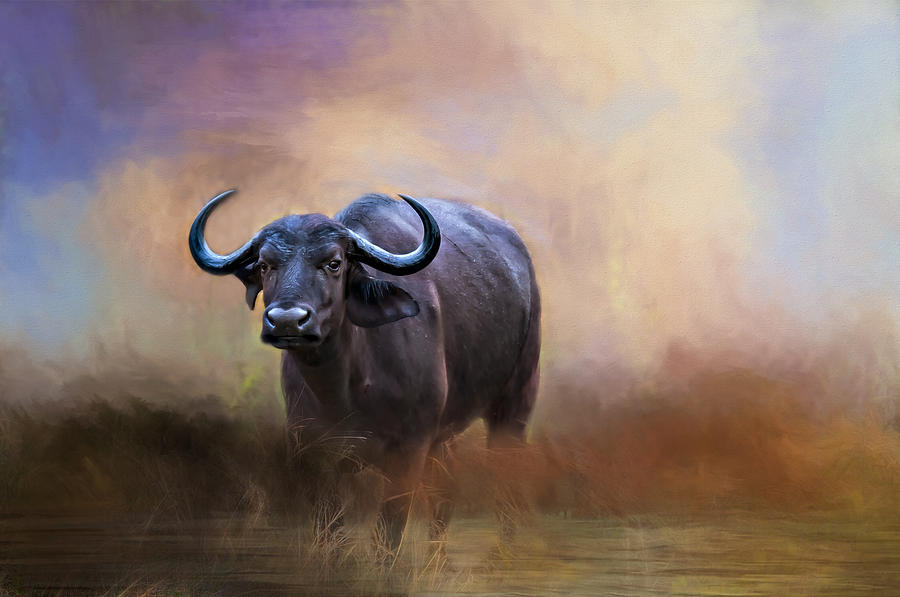 Buffalo Photograph - African Water Buffalo by Maria Coulson