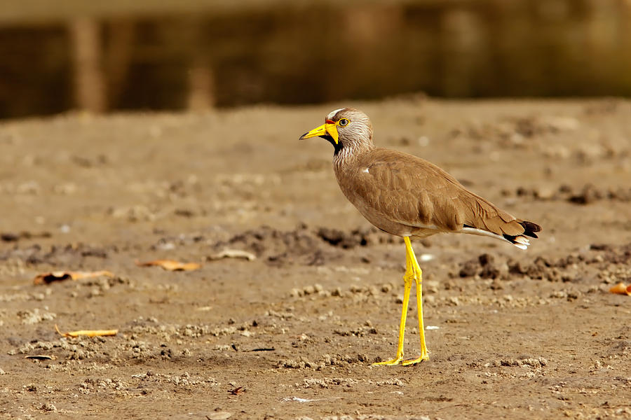 African Wattled Lapwing Photograph