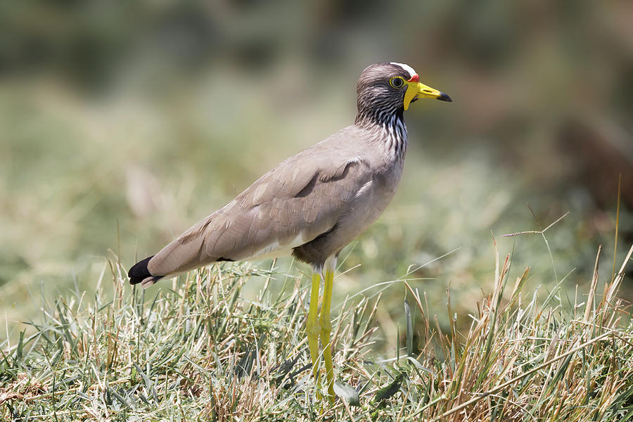 African Wattled Plover 0524 Photograph by Karen Celella - Fine Art America