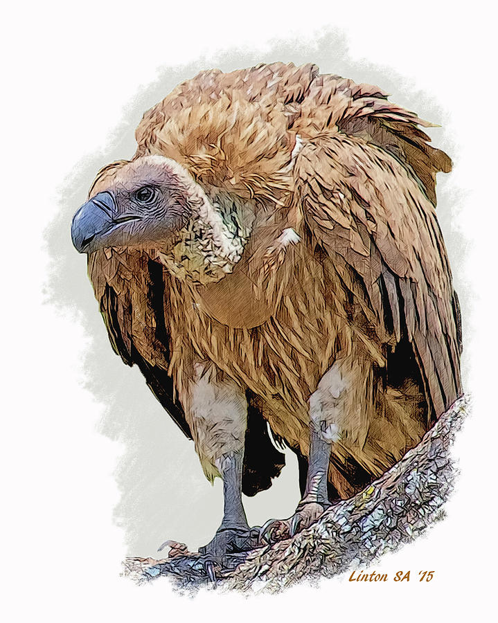 African White-backed Vulture Digital Art by Larry Linton