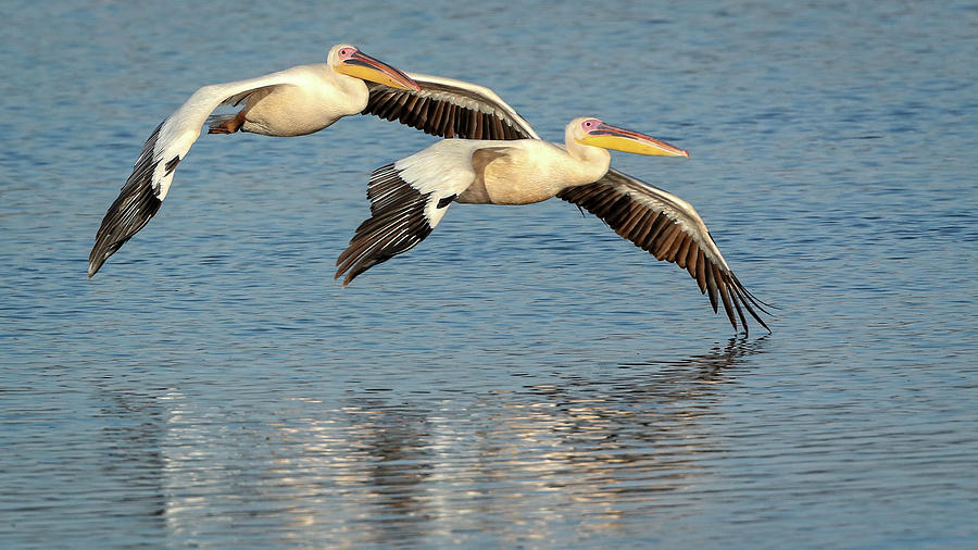 African White Pelicans Photograph by Steven Upton